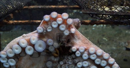Foto de Pulpo común, pulpo vulgar, Adulto mostrando tentáculos, Acuario de agua de mar en Francia - Imagen libre de derechos