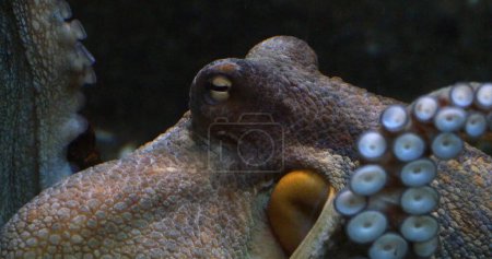 Foto de Pulpo común, pulpo vulgar, Adulto mostrando tentáculos, Acuario de agua de mar en Francia - Imagen libre de derechos