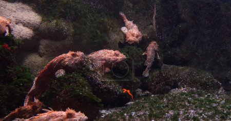 Photo for Red scorpionfish, scorpaena sp. Seawater Aquarium in France - Royalty Free Image