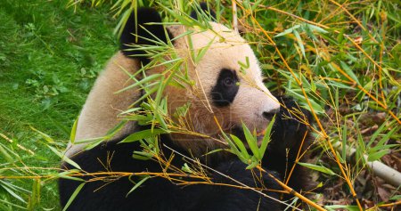 Photo for Giant Panda, ailuropoda melanoleuca, Adult eating Bamboo Leaves - Royalty Free Image