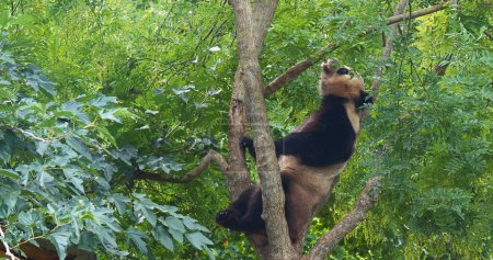 Foto de Panda gigante, ailuropoda melanoleuca, Adulto de pie en el árbol - Imagen libre de derechos