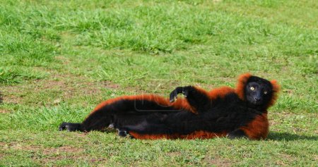 Photo for Red Ruffed Lemur, lemur variegatus rubra, Adult laying down - Royalty Free Image