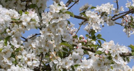 Foto de Ramas florecientes de manzanos, Normandía en Francia - Imagen libre de derechos