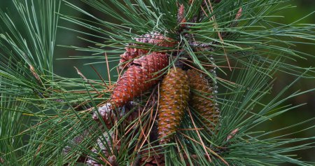 Photo for Branches of Maritime Pine, pinus pinaster, showing cones and needles on the tree, La Baule Escoublac in Loire in France - Royalty Free Image