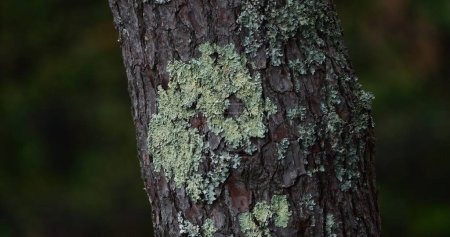 Photo for Lichen on a Tree Trunk of a Maritime Pine, la Baule Escoublac in Loire Atlantique in France - Royalty Free Image