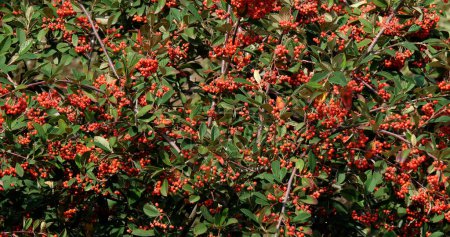 Photo for Branches of Cotoneaster with Red Berries, Normandy in France - Royalty Free Image