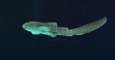 Foto de Tiburón leopardo, stegostoma fasciatum, natación para adultos - Imagen libre de derechos