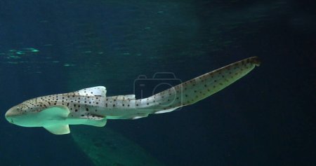Foto de Tiburón leopardo, stegostoma fasciatum, natación para adultos - Imagen libre de derechos