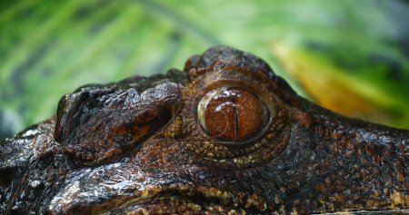 Photo for Cuvier's dwarf Caiman, paleosuchus palpebrosus, Portrait of Adult - Royalty Free Image