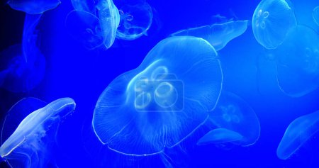 Foto de Medusas comunes o medusas lunares, urelia aurita, natación en grupo - Imagen libre de derechos