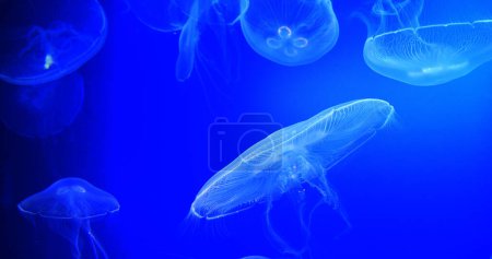 Téléchargez les photos : Méduse commune ou méduse lunaire, urelia aurita, natation de groupe - en image libre de droit