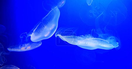 Téléchargez les photos : Méduse commune ou méduse lunaire, urelia aurita, natation de groupe - en image libre de droit