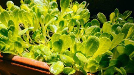 A close-up image showcasing a variety of fresh and vibrant microgreens, beautifully illuminated by natural light, ideal for health and nutrition concepts. High quality photo