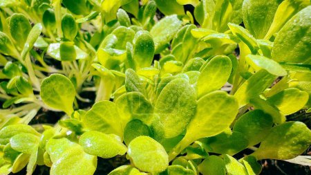 Lush and vibrant microgreens in a close-up shot, displaying their freshness and nutritional value, ideal for health and wellness-related projects and designs. High quality photo