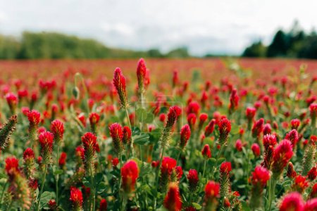 Close up of red clover flowers on a field on a sunny day. High quality photo