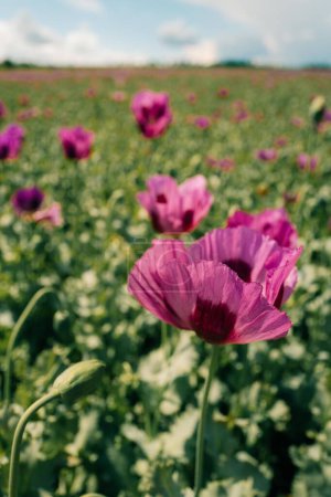 Lila Mohnblumen an einem sonnigen Tag auf einem Feld. Hochwertiges Foto