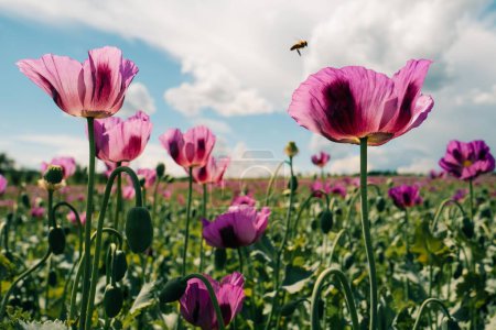 Bee over a purple poppy in a field on a summer day. High quality photo