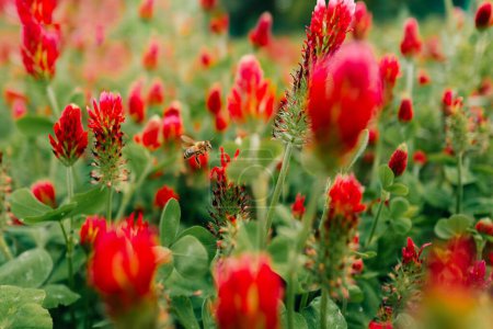 Close up of red clover flowers on a field on a sunny day, bee. High quality photo
