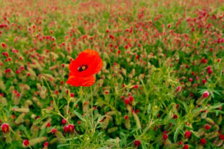 Red poppy among clover flowers on a green field. High quality photo
