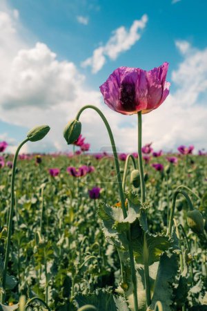 Large purple poppy in a field on a sunny day. High quality photo
