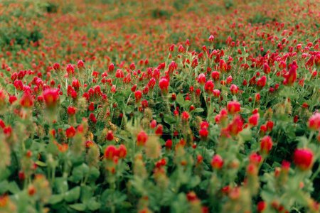 Field of red heads of blooming clover. High quality photo