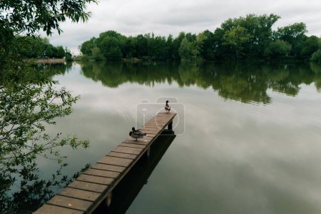 Ducks on a wooden bridge on a picturesque pond in the water. High quality photo