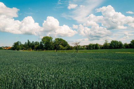 Gran campo verde y cielo azul con pequeñas nubes en un día soleado. Foto de alta calidad