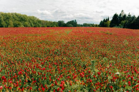 Field of red heads of blooming clover. High quality photo