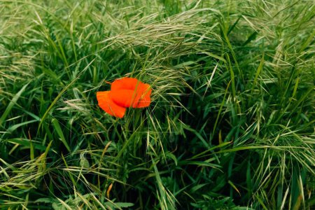 Red poppy flower among the grass on a green field. High quality photo