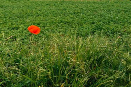 Red poppy flower among the grass on a green field. High quality photo