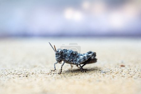 Gray grasshopper is sitting on the sand, macro, space for text
