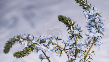 Zarte hellblaue Blumen auf hellem Hintergrund, Platz für Text