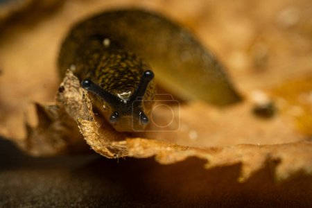 Brown garden slug on a dry leaf