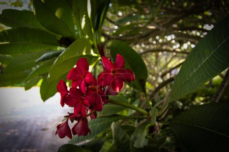A bright red frangipani flower at the Singapore Botanical Gardens in 2024. High quality photo