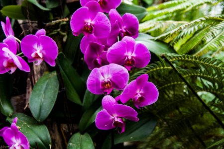 Plump pink orchid flowers against a green background. High quality photo