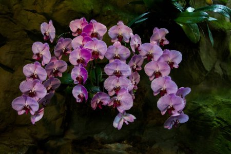 Schöne hängende rosafarbene Orchideen im Botanischen Garten von Singapur. Atemberaubend vor dunklem Hintergrund.