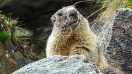 A closeup of small brown groundhog between stones in summer Austrian Alps.