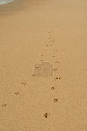 Dog paw prints on sandy beach near shoreline