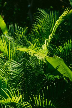 Lush tropical foliage with various green leaves