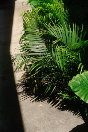 Sunlit tropical leaves casting shadows on pavement