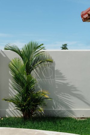 Topfpflanze mit Schatten an weißer Wand