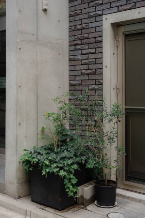Potted plants and ivy growing in a modern urban setting