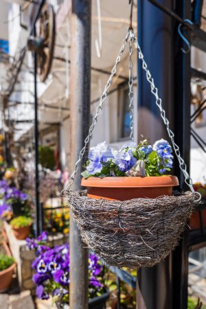 Téléchargez les photos : Pots de fleurs décoratifs avec des fleurs de printemps alto cornuta de couleur vibrante. culottes de jardin dans des pots de fleurs suspendus dans un jardin - en image libre de droit