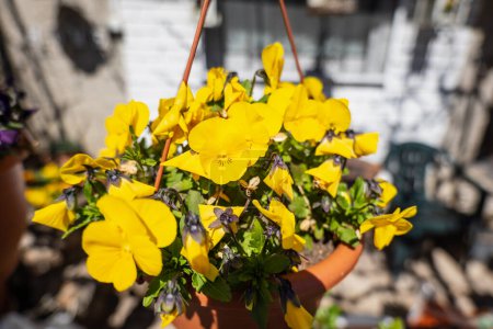 Téléchargez les photos : Pots de fleurs décoratifs avec fleurs de printemps alto cornuta en jaune vif. culottes jaunes pourpres dans des pots de fleurs suspendus dans un jardin - en image libre de droit