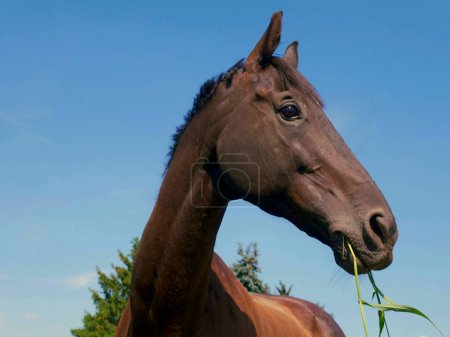 Beautiful happy horse feeling like a model, horse portrait, horses head closeup, sideview