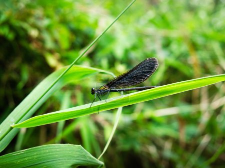 Calopteryx virgo female dragonfly sitting on a grass