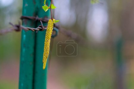 A close-up of a green plant stem with young leaves sprouting, intertwined with rusty barbed wire against a blurred natural backdrop, symbolizing resilience and new beginnings.