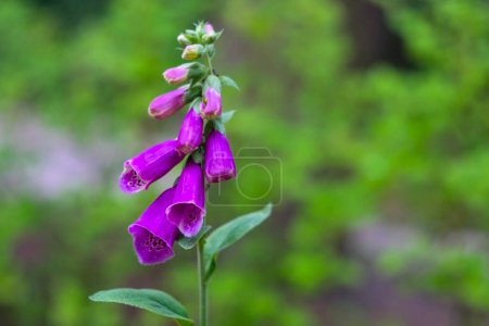 Primer plano del foxglove púrpura (Digitalis purpurea) en flor con vibrantes flores en forma de campana y brotes sobre un fondo verde de enfoque suave, mostrando la belleza natural de las plantas y el papel en la medicina herbal.