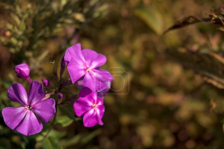 periwinkle flower vinca minor blurred background, closeup