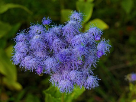 azul mistflower conoclinium coelestinum verde fondo borroso